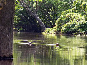 Ariranhas se banham em um meandro do rio Jari
© WWF-Brasil / Claudio MARETTI Ariranhas se banham em um meandro do rio Jari
© WWF-Brasil / Claudio MARETTI