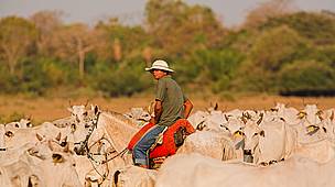 Boiadeiro levando o gado no Mato Grosso do Sul, 2a ExpoMS