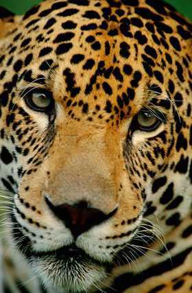 A natureza precisa da sua ajuda!
© © wwf / Staffan Widstrand A natureza precisa da sua ajuda!
© © wwf / Staffan Widstrand