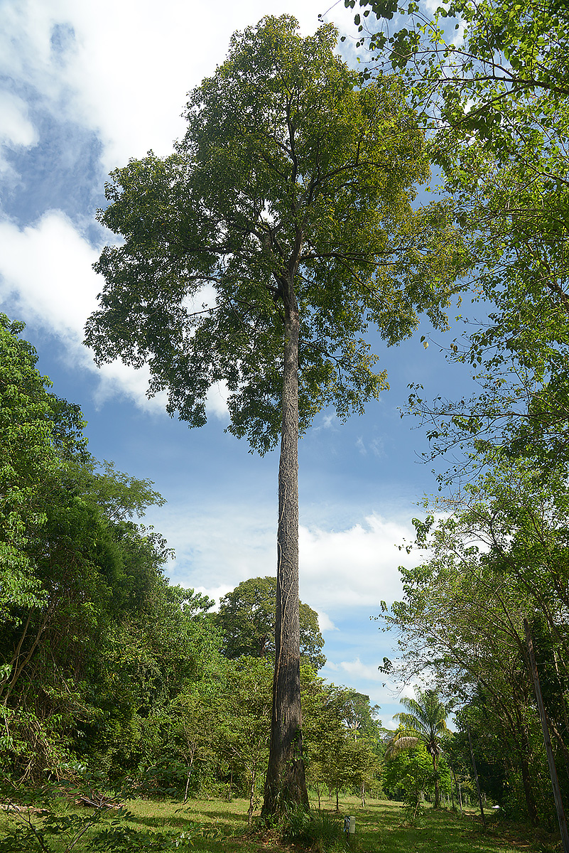 A castanheira (Bertholletia excelsa) é uma árvore que se encontra por toda a Amazônia; hoje, porém, por conta do desmatamento, ela só é abundante na Bolívia e no Suriname