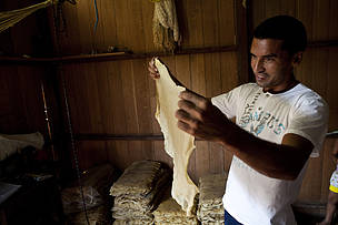 Tecnologia FDL tem ajudado na melhoria das condições de mercado da borracha amazônica