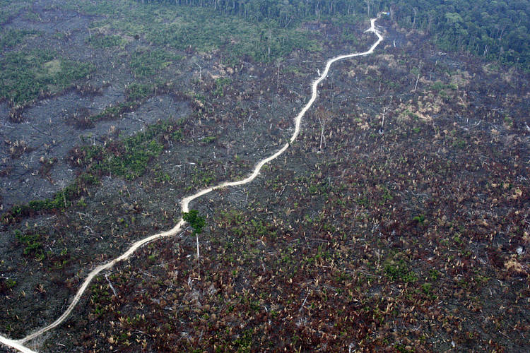  Desmatamento na reserva extrativista de Jaci Paraná, Rondônia, Brasil. 