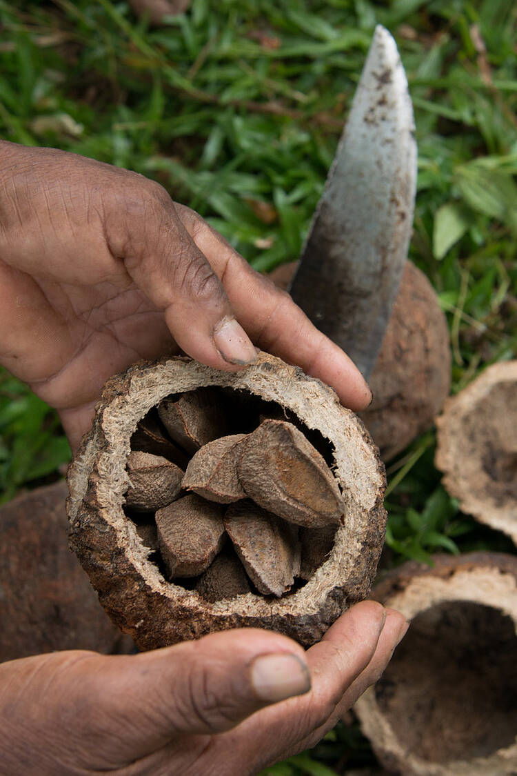  A castanha-do-brasil é uma das muitas riquezas brasileiras protegidas por nossas Unidades de Conservação 