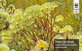 Wallpaper Cerrado in English - Chuveirinho, at Grande Sertão Veredas National Park. 
© WWF-Brasil
