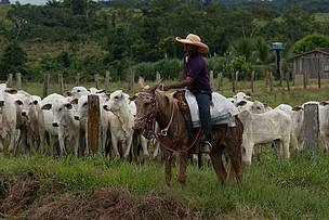 Segundo o estudo, 70% da carne bovina consumida no Amazonas vem de outros Estados