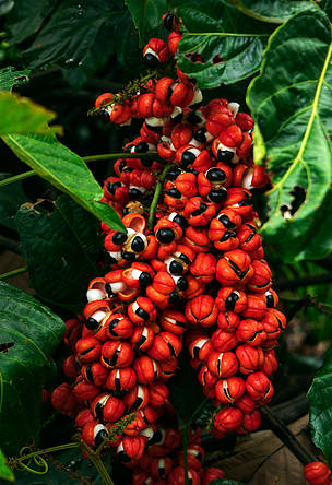 O guaraná (Paullinia cupana) é bastante explorado no município de Maués, no Amazonas