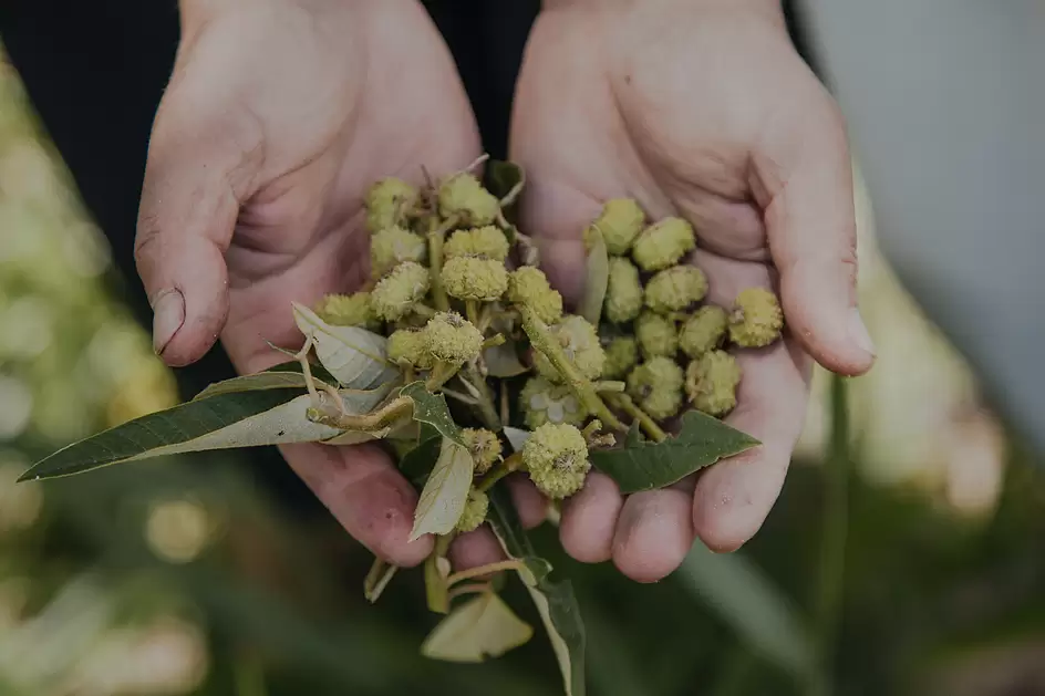 Sementes de Capixingui (Croton floribundus), espécie nativa da Mata Atlântica, coletadas para a ... rel=