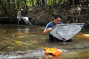 Rapiché ou puçá (uma espécie de peneira) é um dos instrumentos utilizados para coleta de amostras ... 
© WWF-Brasil / Adriano Gambarini 