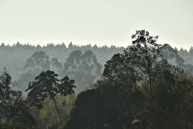  Área de conservação ambiental próximo a áreas de produção de eucalipto no estado de São Paulo. 