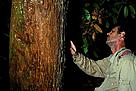 O pesquisador, Julio Dalponte, analisa as marcas deixadas por uma onça no tronco de uma árvore. 