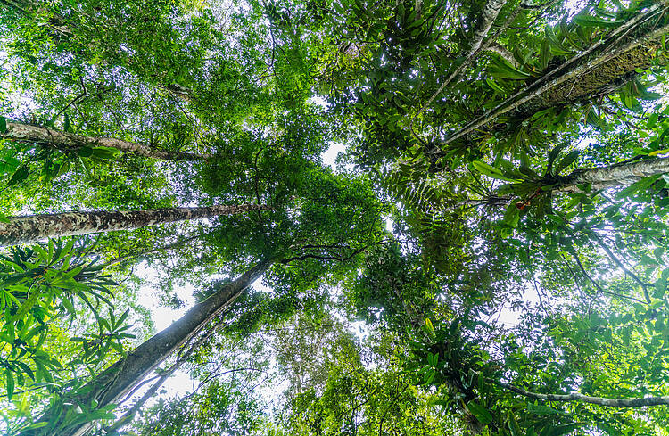 Estudo mostra como florestas são essenciais para garantir o nosso bem-estar e a nossa saúde