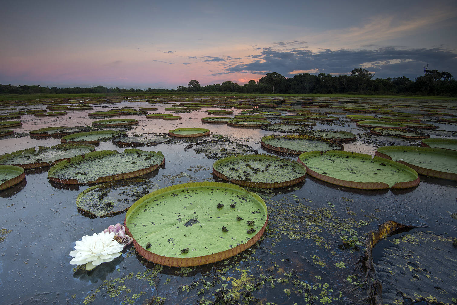 Victoria amazonica, victoria regia, Pantanal 