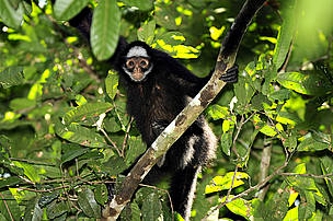 Macaco-aranha, uma das espécies da rica biodiversidade da Amazônia. 
© WWF-Brasil/Adriano Gambarini