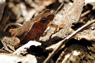 Perereca (Rhinella gr. margarititera) encontrada no Parque Nacional Serra do Pardo. 