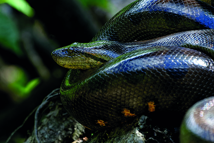 Revista Ciência Pantanal traz artigos sobre soluções locais pelo bioma