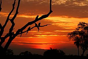Pôr-do-sol no Pantanal 