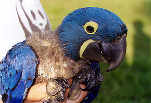 Somente com três meses, quando o corpo está todo coberto por penas, os filhotes de araras-azuis ... 
© WWF-Brasil