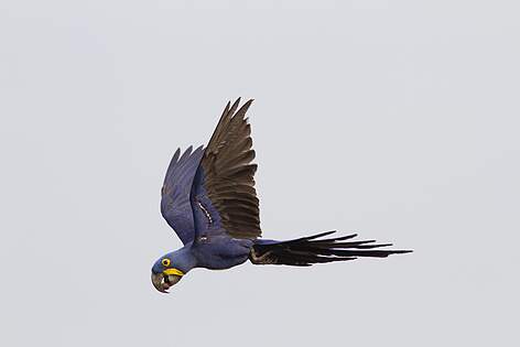  Arara azul voando na área da Fazenda Perigara 