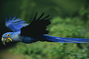 Arara-azul-grande (Andorhynchus hyacinthinus) 
© naturepl.com / Staffan Widstrand / WWF