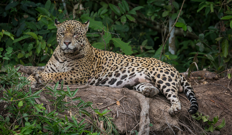  Onça-pintada (Panthera onca) no Pantanal 