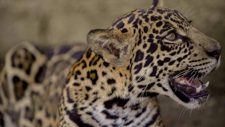  Na região sul de Amazonas, a caça de retaliação e o desmatamento são as maiores ameaças para a Onça-pintada (panthera onca) 