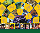 Capa do livro "Investigando a Biodiversidade: guia de apoio aos educadores do Brasil"
