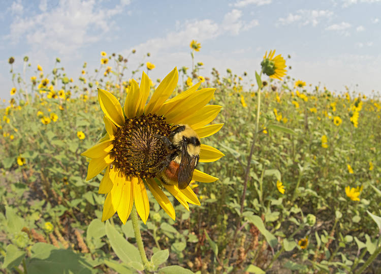 Como a morte de meio bilhão de abelhas afeta diretamente a sua vida