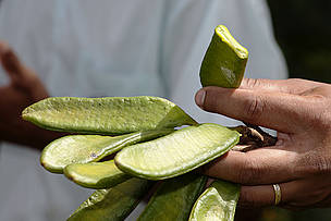 Das sementes da fava d´anta se extrai a rutina, substância usada por laboratórios nacionais e estrangeiros na produção de medicamentos