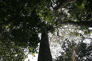 A certificação florestal garante que a madeira utilizada em determinado produto é oriunda de um ... 
© WWF-Brasil / Juvenal Pereira