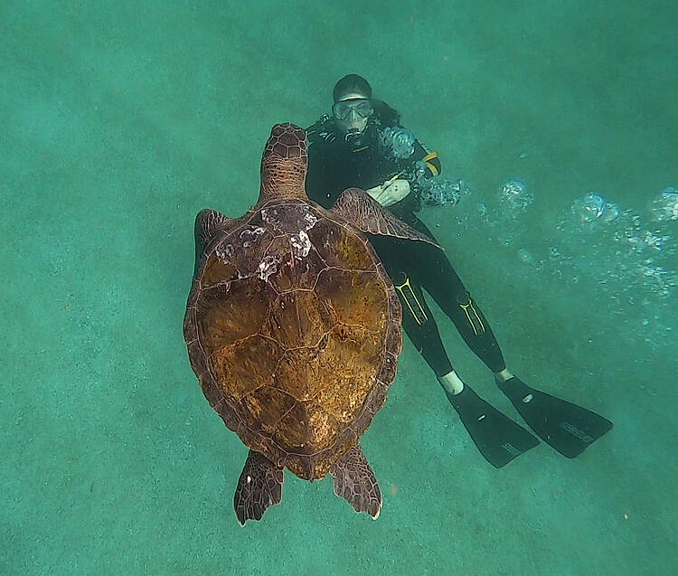 Ilhas Cagarras, no RJ, é o novo habitat das tartarugas-verdes