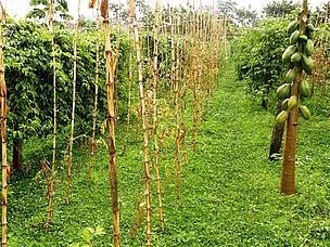 Produção orgânica e consorciada na chácara Vida Verde