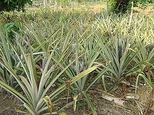 Plantação de abacaxi do agricultor Sílvio Vieira, um dos participantes do projeto de SAF em Cotriguaçu