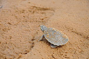 A tartaruga-da-Amazônia é uma das espécies ameaçadas pelo consumo predatório. 
© WWF-Brasil/Isadora de Afrodite
