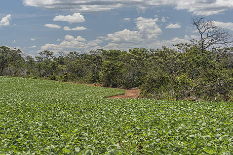  Dos biomas brasileiros, o Cerrado é o que registra o maior ritmo de desmatamento 