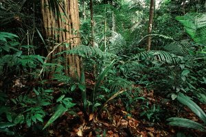 Floresta Amazônica 
© WWF / Edward PARKER 