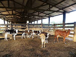Rebanho do médio produtor agrícola Paulo Sérgio Peres, no Acre.