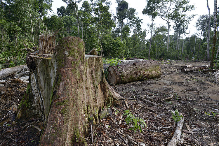 Deforestation increases steadily in the Amazon