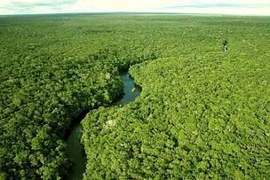 O papel da certificação florestal FSC e do manejo florestal na conservação das paisagens florestais intactas na Amazônia brasileira