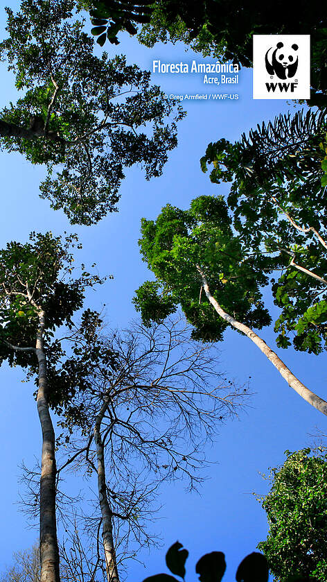  Floresta Amazônica 