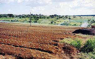 Monoculturas dominavam o cenário da chácara Vida Verde antes da conversão orgânica