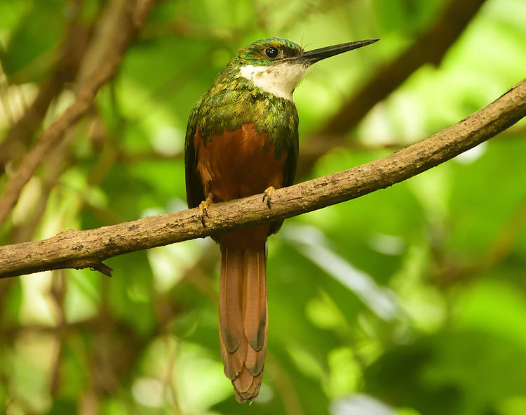Mostra fotográfica destaca a beleza e biodiversidade das Áreas Protegidas do Pantanal