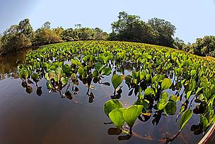 Pantanal 
© A. Camboni / R. Isotti / Homo Ambiens