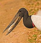 O Tuiuiú é considerada a ave símbolo do Pantanal.
