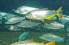 O Pantanal é reduto de 236 espécies de peixes diferentes.