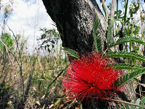 Flor do cerrado. rel=