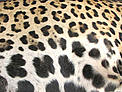 O registro fotográfico das manchas da pele da onça, uma espécie de impressão digital única em cada animal, ajuda na idenficação