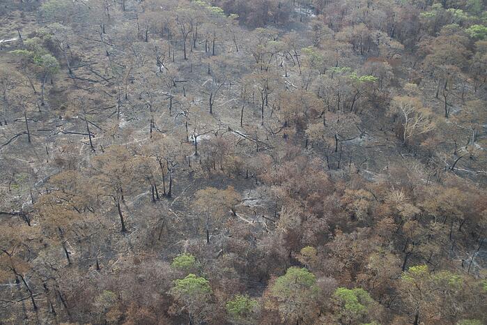  92% da fazenda Perigara, santuário de araras azuis foi queimado pelo fogo 