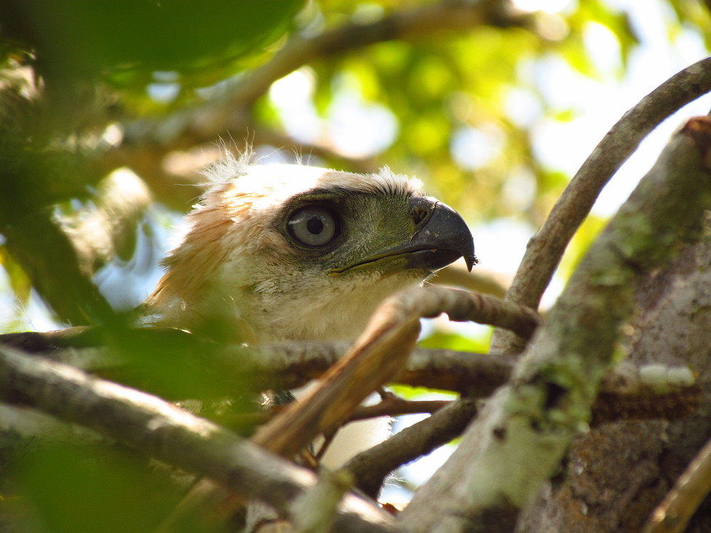  Junto com o projeto de monitoramento do ninho, os pesquisadores começaram um trabalho de educação ambiental com a comunidade quilombola Furnas da Boa Sorte, em Mato Grosso do Sul 