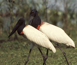 Jabiru, tuiuiu, pantanal