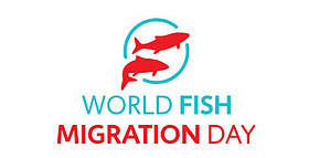 Dia Mundial de Migração dos Peixes 
© WFMD